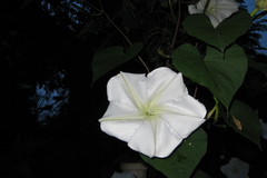Ipomoea alba